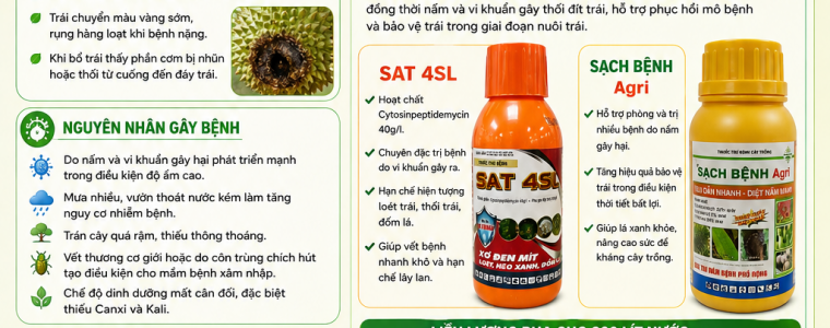 BỆNH THỐI ĐÍT TRÁI SẦU RIÊNG VÀ BIỆN PHÁP PHÒNG TRỊ