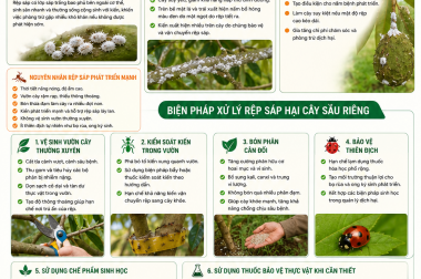 BIỆN PHÁP XỬ LÝ RỆP SÁP HẠI CÂY SẦU RIÊNG – CÔNG TY TNHH TATADU