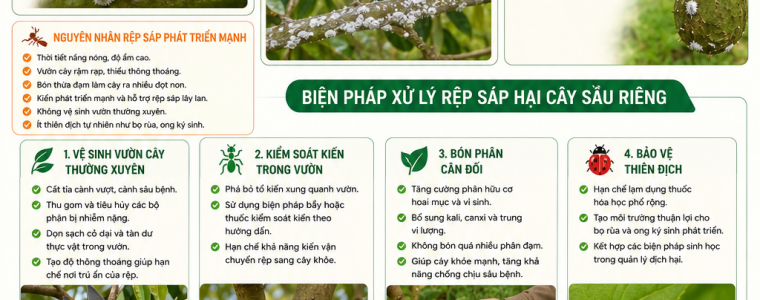 BIỆN PHÁP XỬ LÝ RỆP SÁP HẠI CÂY SẦU RIÊNG