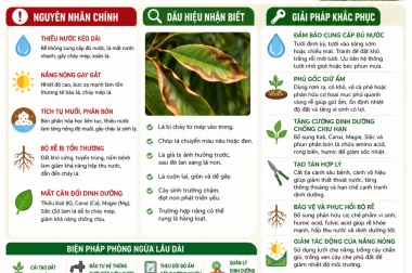 GIẢI PHÁP KHẮC PHỤC HIỆN TƯỢNG CHÁY LÁ SẦU RIÊNG VÀO MÙA KHÔ – CÔNG TY TNHH TATADU