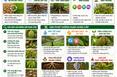 GIẢI PHÁP CHỐNG RỤNG KHẨN CẤP CHO SẦU RIÊNG GIAI ĐOẠN NẮNG HẠN, MƯA DẦM – CÔNG TY TNHH TATADU