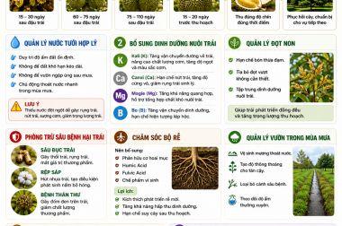 QUY TRÌNH CHĂM SÓC CÂY SẦU RIÊNG TỪ VÔ CƠM ĐẾN THU HOẠCH – CÔNG TY TNHH TATADU