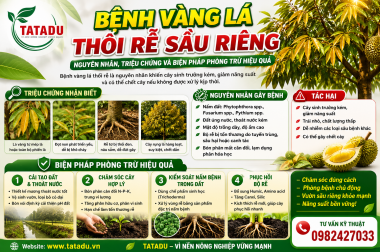 BỆNH VÀNG LÁ THỐI RỄ SẦU RIÊNG – CÔNG TY TNHH TATADU