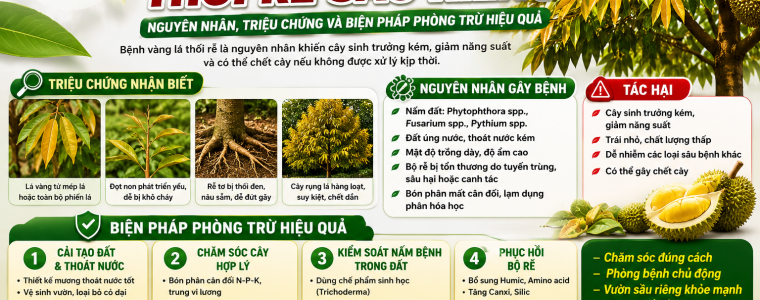 BỆNH VÀNG LÁ THỐI RỄ SẦU RIÊNG