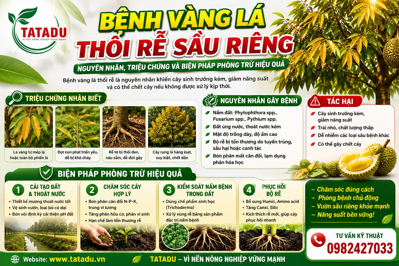 BỆNH VÀNG LÁ THỐI RỄ SẦU RIÊNG