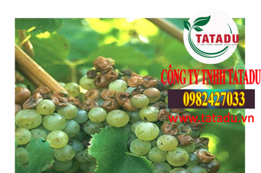 CÁCH PHÒNG VÀ TRỊ BỆNH NẤM CUỐNG GÂY HẠI TRÊN CÂY NHO – CÔNG TY TNHH TATADU