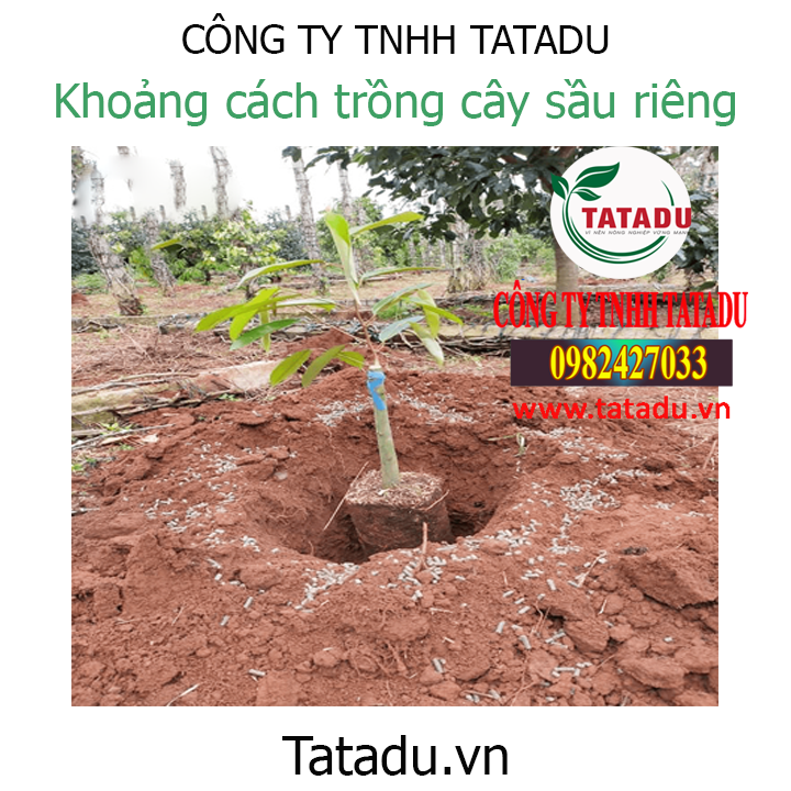 dat trong sau rieng 1