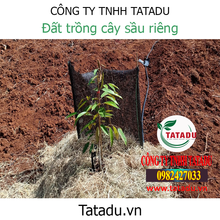 ĐẤT TRỒNG CÂY SẦU RIÊNG