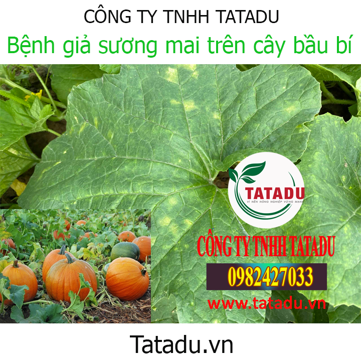 gia suong mai bau bi 1