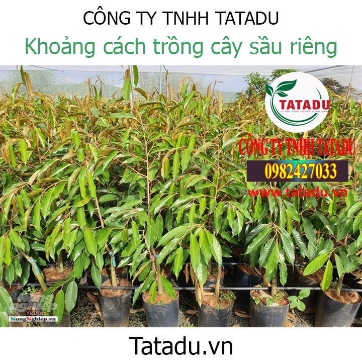 giong sau reieng 1