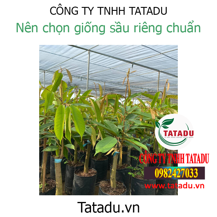 NÊN CHỌN GIỐNG SẦU RIÊNG CHUẨN