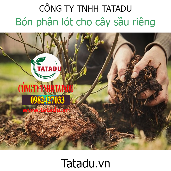 BÓN PHÂN LÓT CHO CÂY SẦU RIÊNG