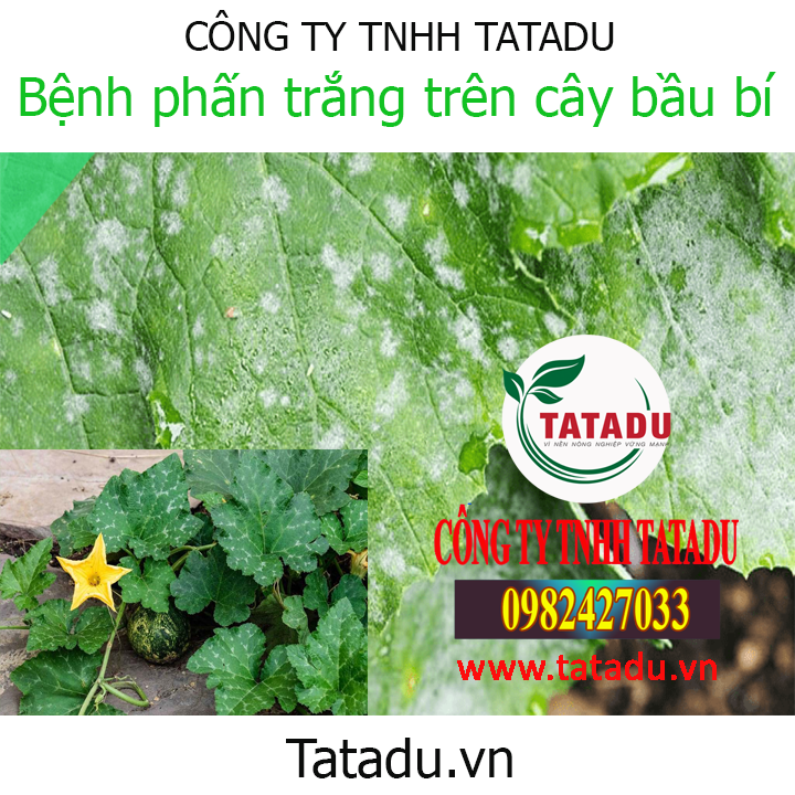 phan trang bau bi