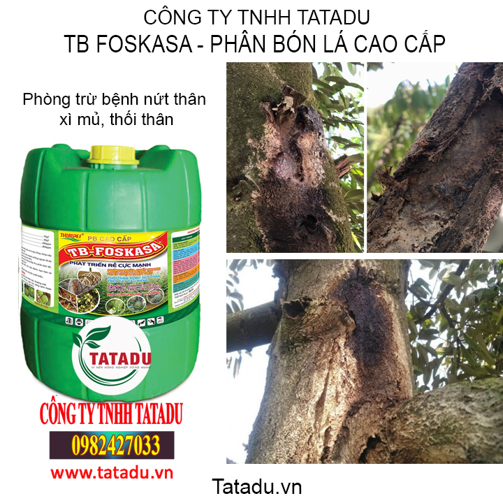tb tatadu1