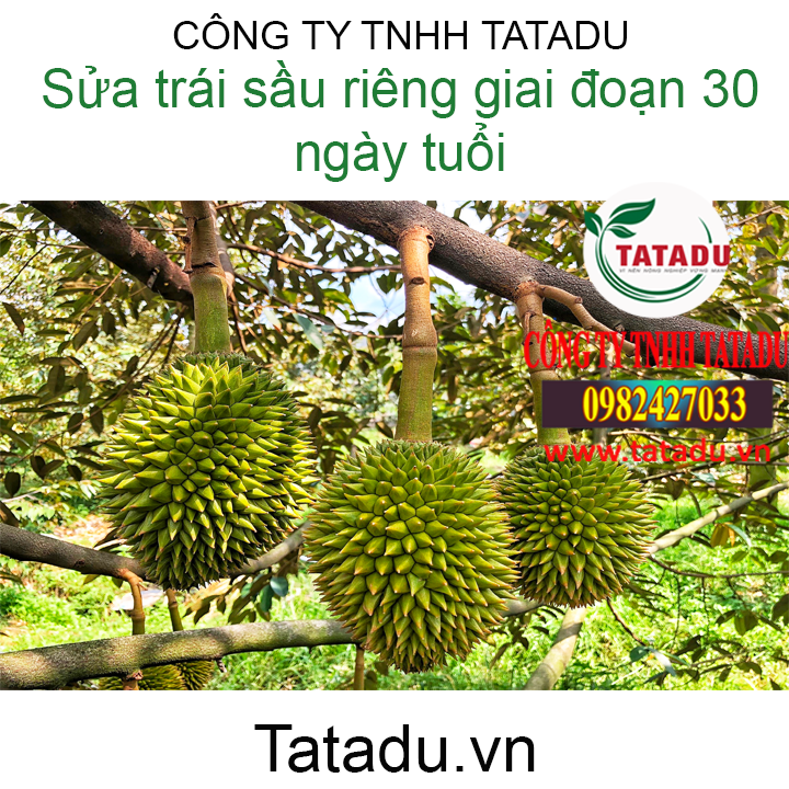 trai sau rieng