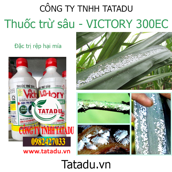 victo hinh