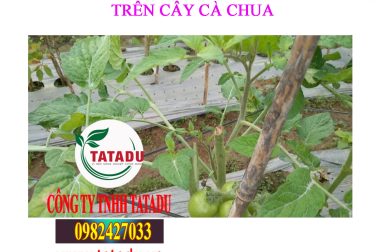 METHOFEN 50SC TRỪ BỆNH BÃ TRẦU ( SƯƠNG MAI, MỐC SƯƠNG ) TRÊN CÂY CÀ CHUA