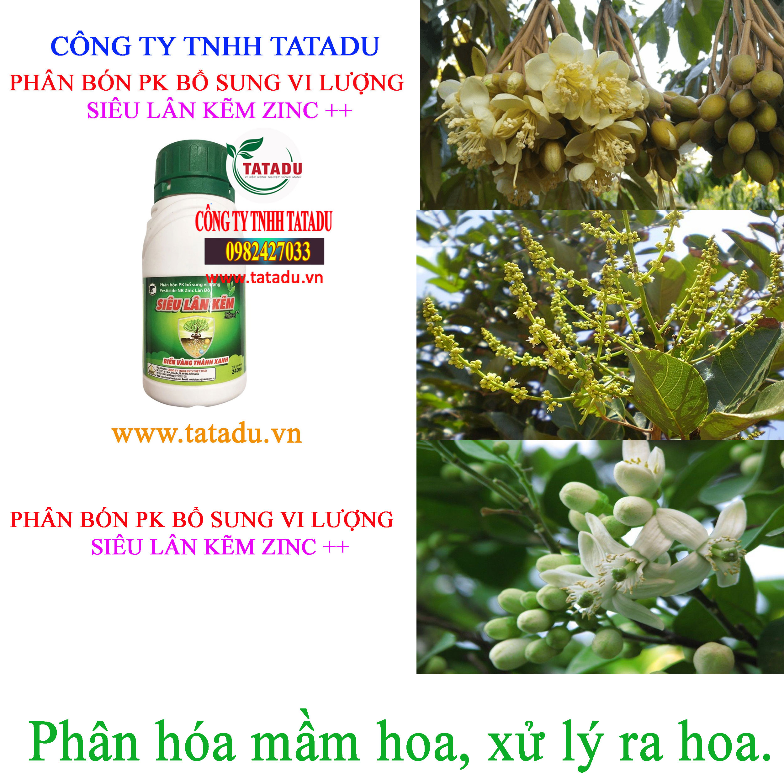 SIEU LAN KEM ZINC ra hoa SIEU LAN KEM ZINC ra hoa