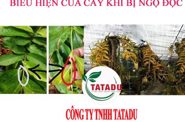BỘ 3 GIẢI ĐỘC CHO CÂY CỦA HỢP TRÍ – CÔNG TY TNHH TATADU