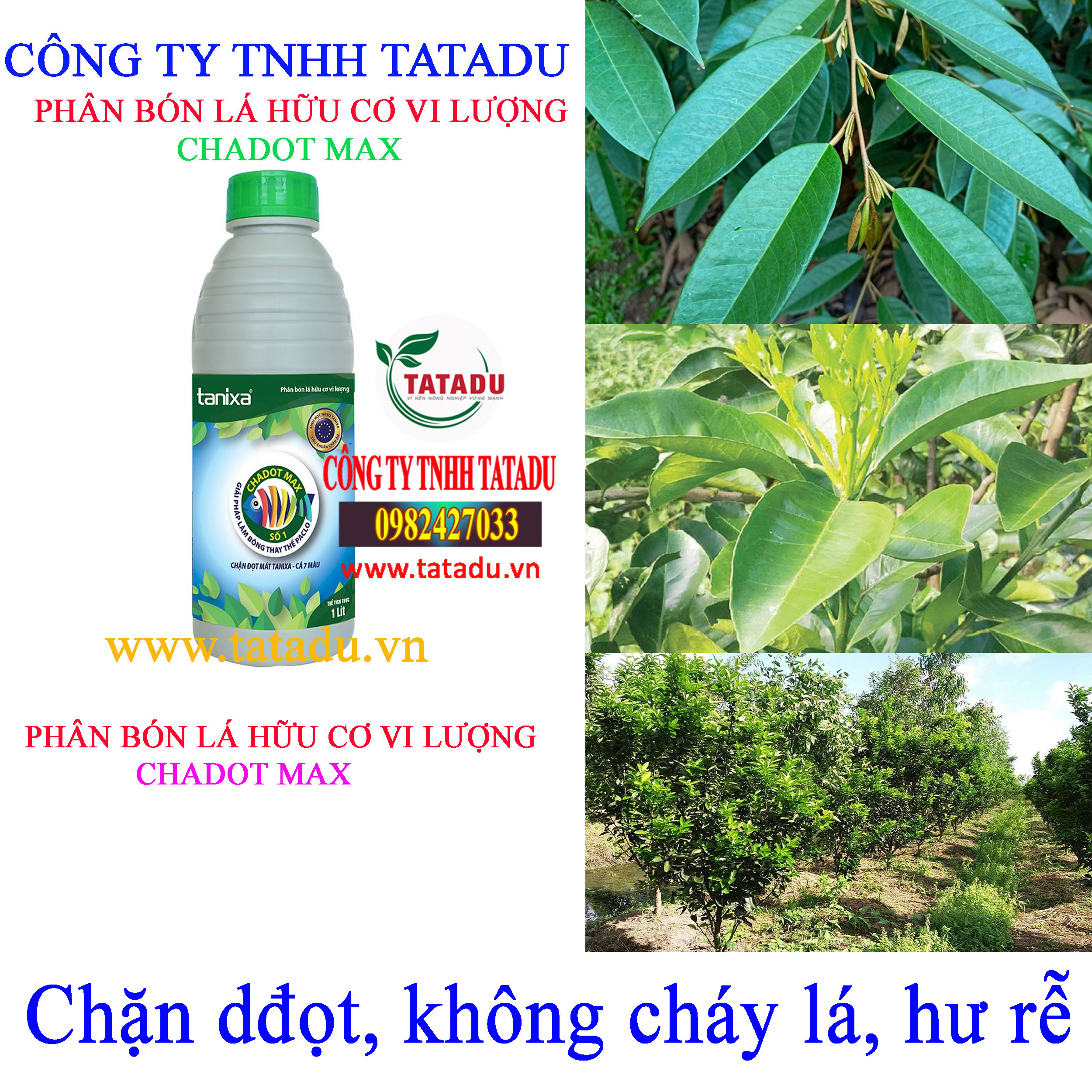 CHADOT MAX chan dot CHADOT MAX chan dot