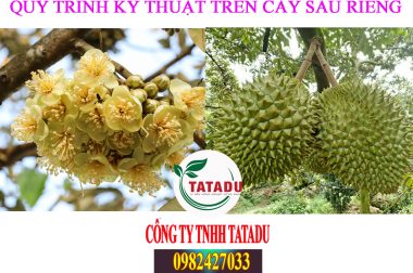 DƯỠNG BÔNG VÀ NUÔI TRÁI – QUY TRÌNH KỸ THUẬT TRÊN CÂY SẦU RIÊNG CTY TATADU HITOCO VIỆT MỸ