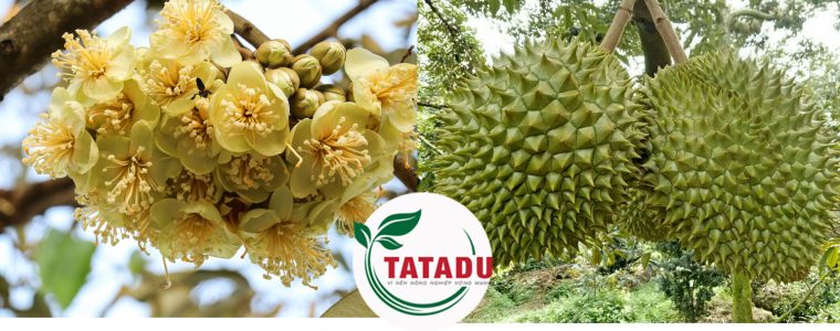 DUONG BONG VA NUOI TRAI SR HITOCO