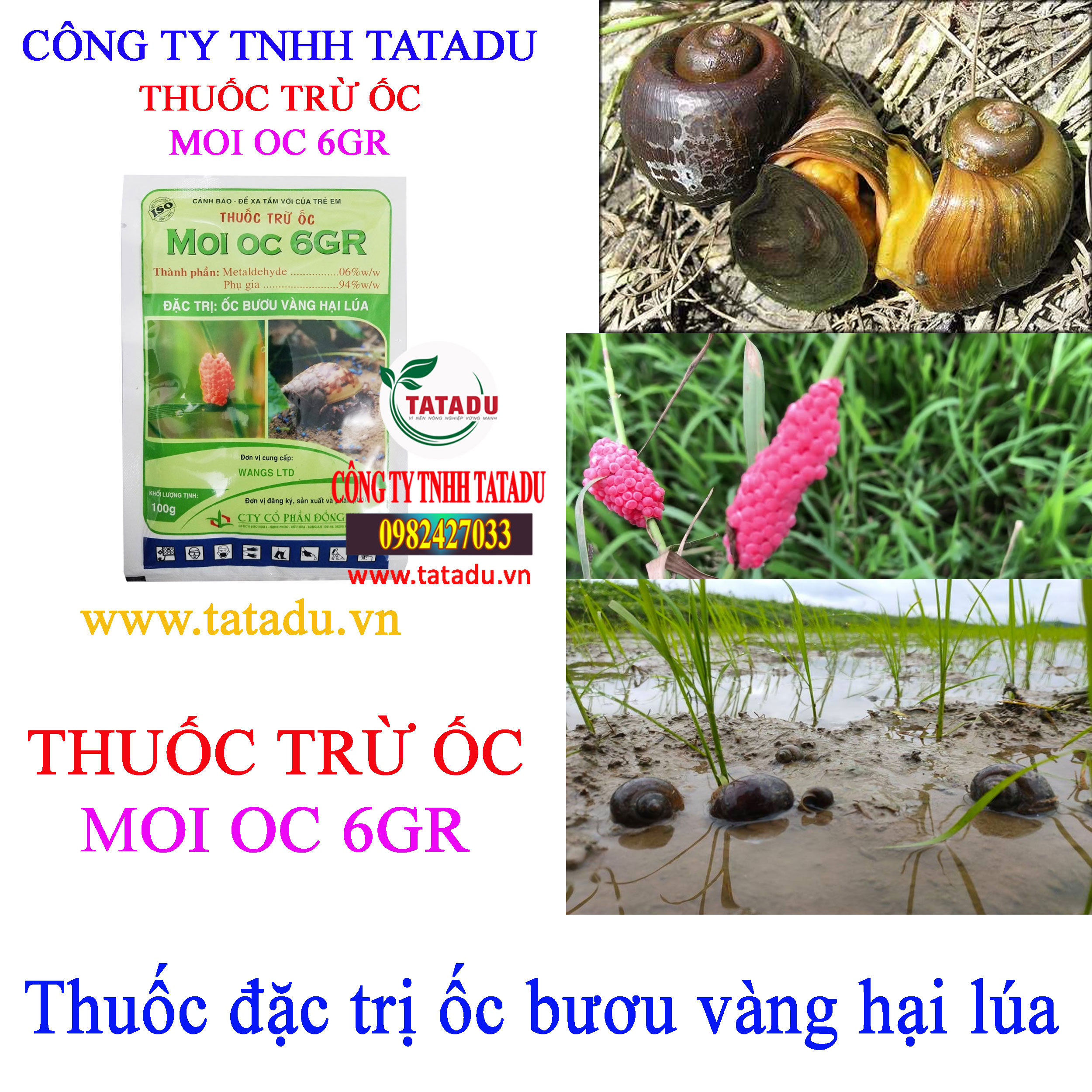 MOI OC 6GR OC BUOU VANG MOI OC 6GR OC BUOU VANG