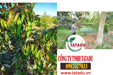 GIAI ĐOẠN KIẾN THIẾT , PHỤC HỒI SAU THU HOẠCH – QUY TRÌNH KỸ THUẬT TRÊN CÂY SẦU RIÊNG CTY TATADU HITOCO VIỆT MỸ