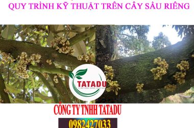 TẠO MẦM HOA – QUY TRÌNH KỸ THUẬT TRÊN CÂY SẦU RIÊNG CTY TATADU HITOCO VIỆT MỸ
