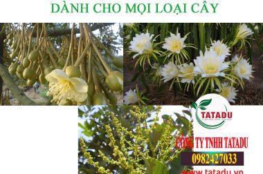 ARIGOLD 620 + SENTABO DAP CHUYÊN TẠO MẦM HOA, ĐẬU TRÁI