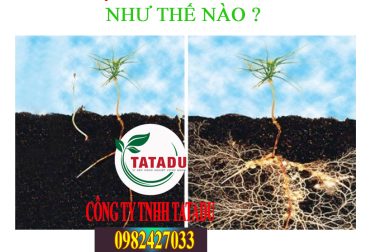 TẤT TẦN TẬT VỀ CÁCH SỬ DỤNG THUỐC KÍCH RỄ MÀ BẠN NÊN BIẾT