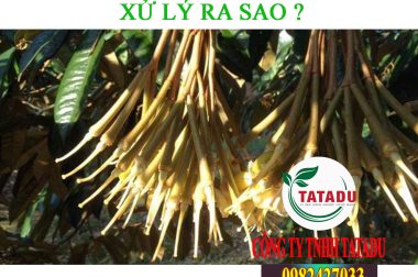 SẦU RIÊNG XỔ NHỤY GẶP TRỜI MƯA, XỬ LÝ RA SAO ?