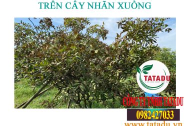 BỆNH CHÁY LÁ, CHẾT ĐỨNG TRÊN CÂY NHÃN XUỒNG, BIỆN PHÁP PHÒNG TRỊ