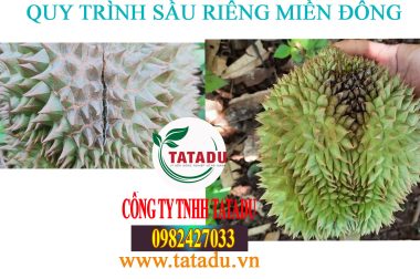 7.CHỐNG THỐI TRÁI, NỨT TRÁI – QUY TRÌNH SẦU RIÊNG MIỀN ĐÔNG