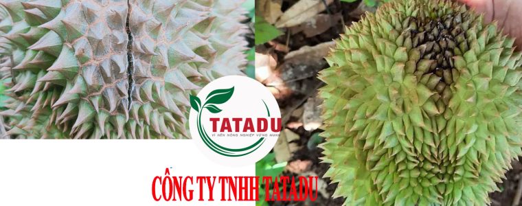 CHONG THOI TRAI NUT TRAI SAU RIENG