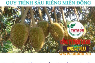 5.ĐẬU TRÁI, CHỐNG RỤNG TRÁI NON – QUY TRÌNH SẦU RIÊNG MIỀN ĐÔNG