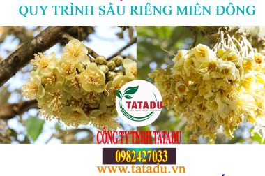 4.GIAI ĐOẠN DƯỠNG HOA – QUY TRÌNH SẦU RIÊNG MIỀN ĐÔNG