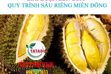 8.GIAI ĐOẠN LÊN CƠM – QUY TRÌNH TRỒNG CÂY SẦU RIÊNG