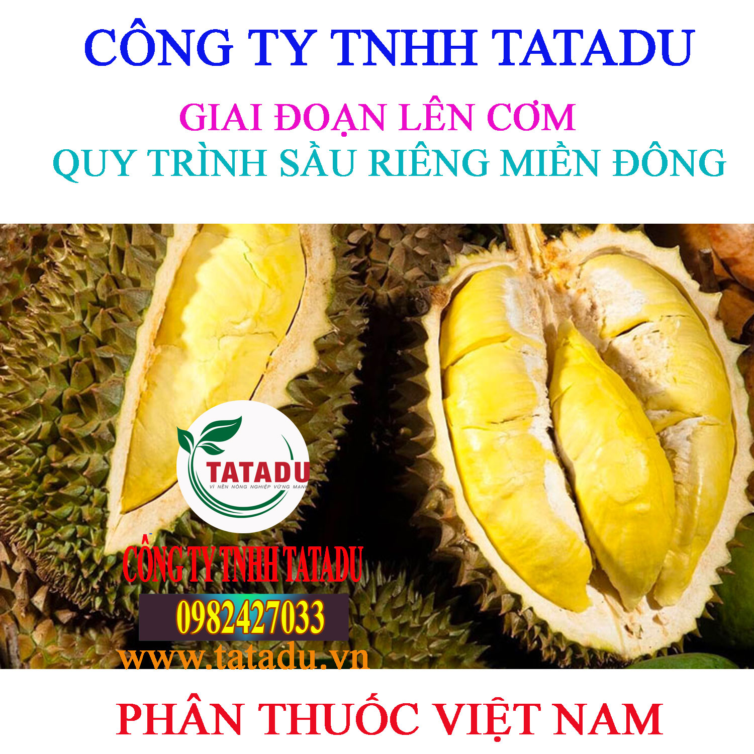 GIAI DOAN LEN COM sau rieng