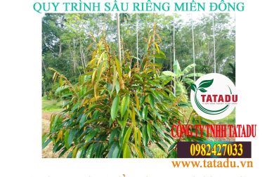1.GIAI ĐOẠN CÂY CON, KIẾN THIẾT CƠ BẢN – QUY TRÌNH SẦU RIÊNG MIỀN ĐÔNG
