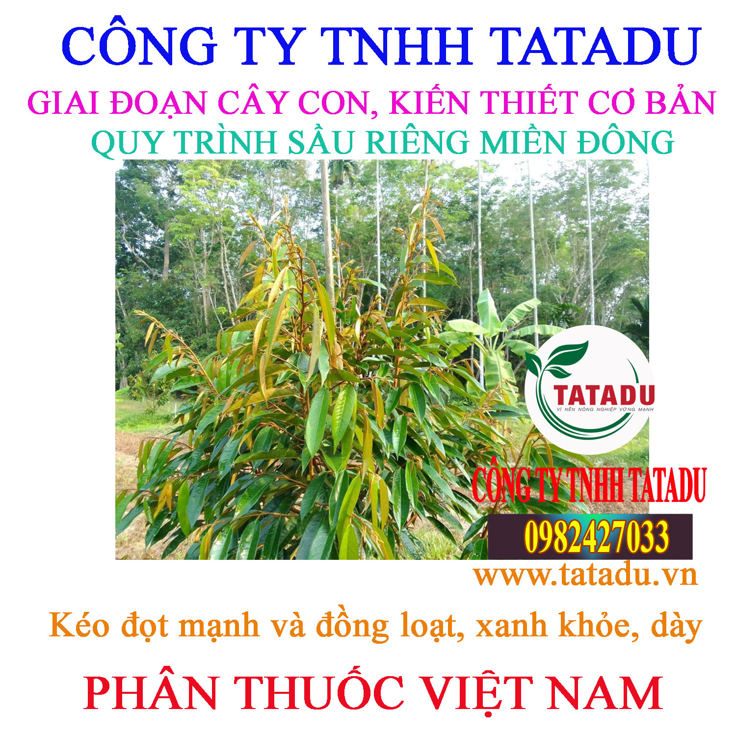 KEO DOT SAU RIENG