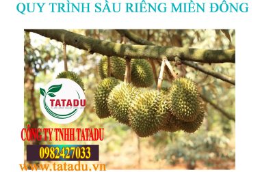 6.NUÔI TRÁI – QUY TRÌNH SẦU RIÊNG MIỀN ĐÔNG
