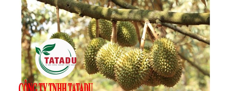 NUOI TRAI SAU RIENG