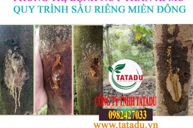 9.PHÒNG TRỊ BỆNH NỨT THÂN XÌ MỦ – QUY TRÌNH TRỒNG CÂY SẦU RIÊNG