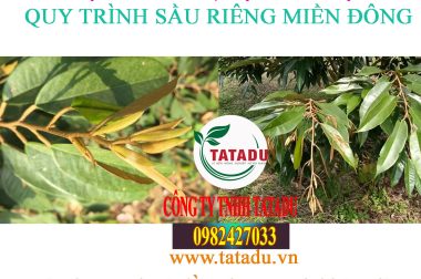 2.PHỤC HỒI CÂY, TẠO CƠI ĐỌT – QUY TRÌNH SẦU RIÊNG MIỀN ĐÔNG
