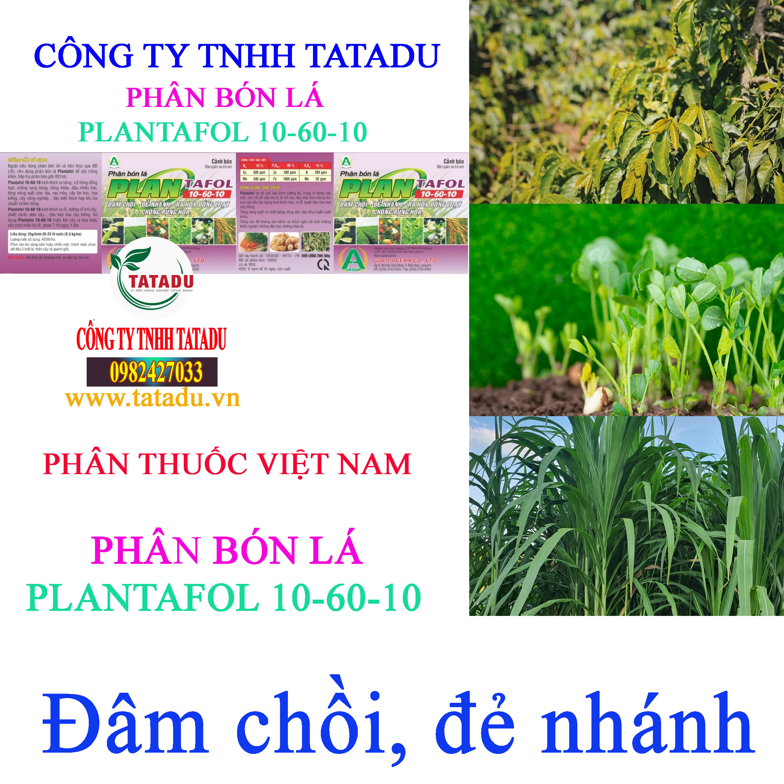 PLAN TAFOL 10 60 10 dam choi PLAN TAFOL 10 60 10 dam choi