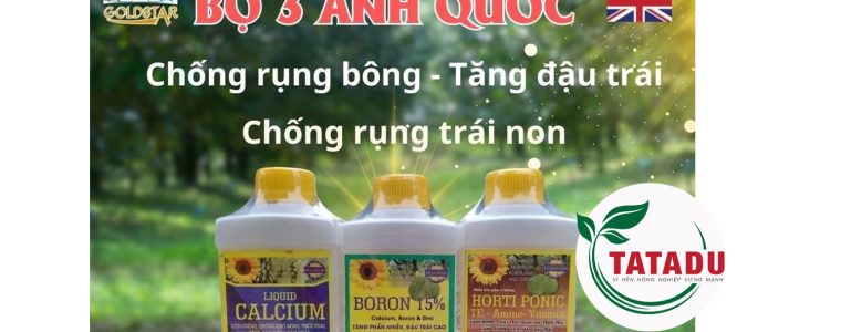 BO 3 ANH QUOC