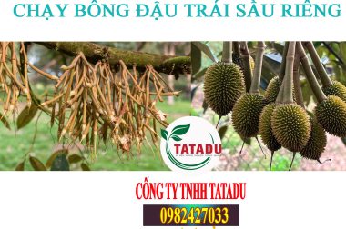 CÔNG THỨC CHẠY BÔNG ĐẬU TRÁI SẦU RIÊNG