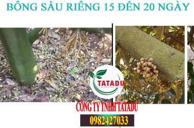 BÔNG SẦU RIÊNG 15 ĐẾN 20 NGÀY BỊ KHÔ BÔNG, RỤNG BÔNG THÌ PHẢI XỬ LÝ LÀM SAO ?