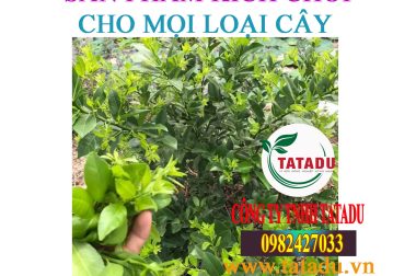 CẬP NHẬT TẤT CẢ CÁC LOẠI SẢN PHẨM KÍCH CHỒI CHO CÂY TRỒNG